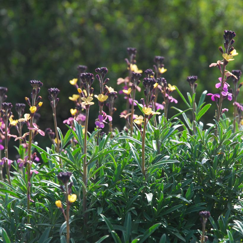 Giroflée, Erysimum mutabile (Port)