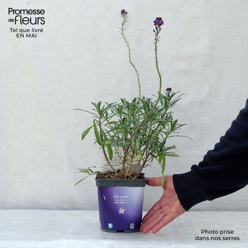 Spécimen de Giroflée arbustive - Erysimum Bowles Mauve tel que livré au printemps