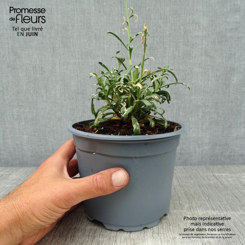 Spécimen de Giroflée arbustive - Erysimum Bowles Mauve Pot de 2L/3L tel que livré en été