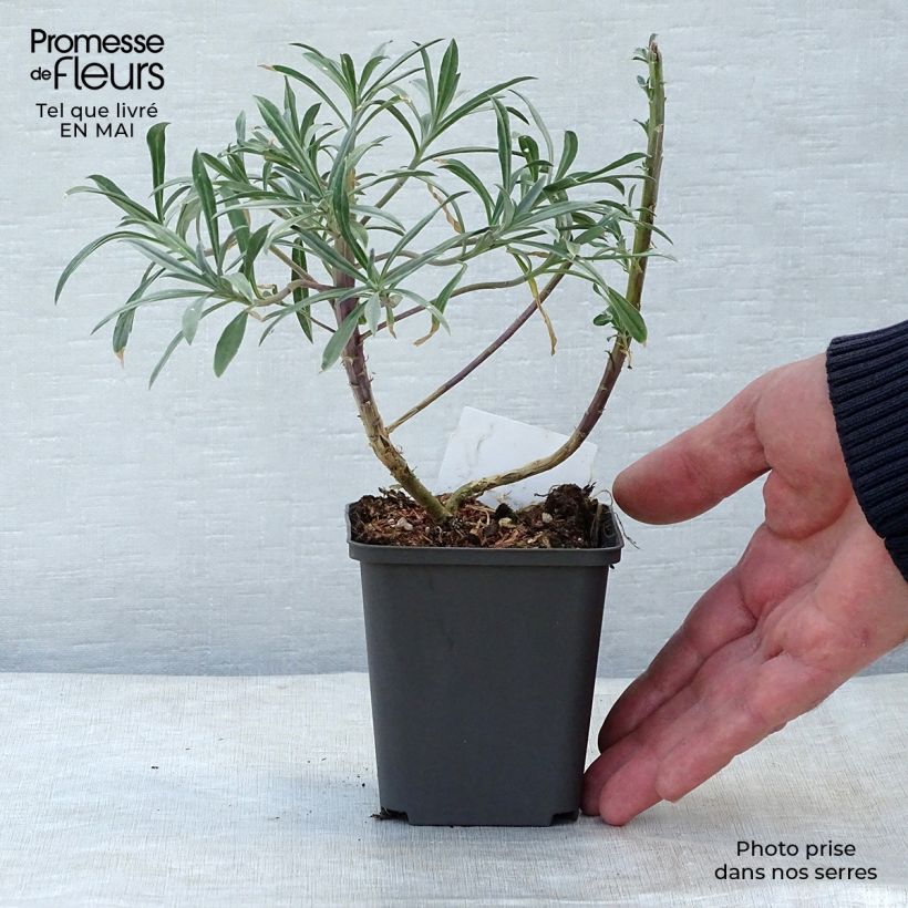 Spécimen de Giroflée arbustive - Erysimum Bowles Mauve en godet de 9 cm tel que livré au printemps