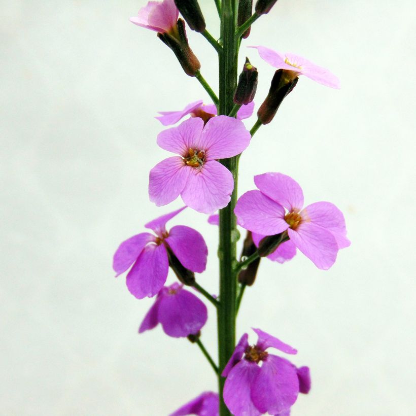 Giroflée arbustive - Erysimum Bowles Mauve (Floraison)