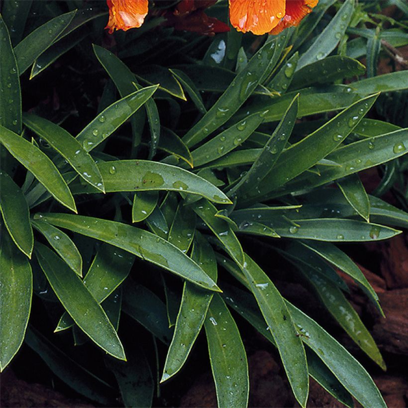 Giroflée ravenelle Bedder Scarlet (Feuillage)