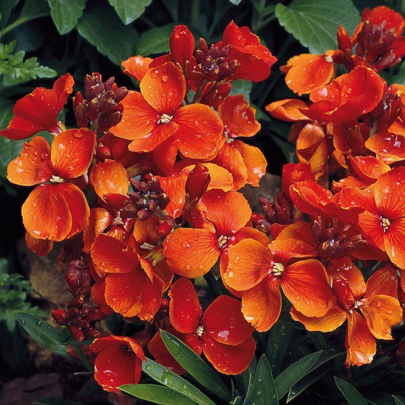 Giroflée ravenelle Bedder Scarlet (Floraison)