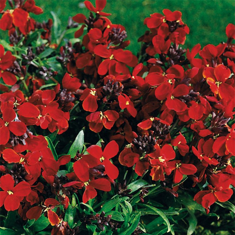 Giroflée ravenelle Bedder Vulcan brune (Floraison)