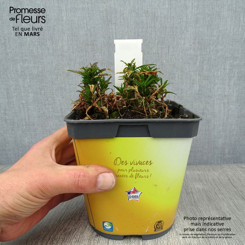 Spécimen de Giroflée suffruticosum Gold Cup - Erysimum suffruticosum tel que livré en hiver