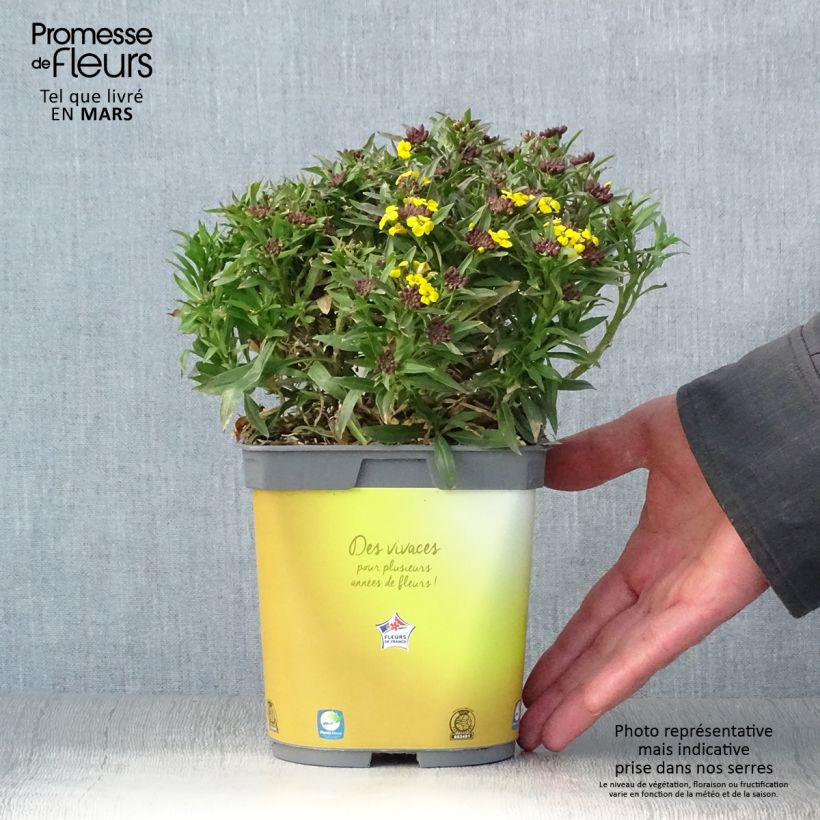 Spécimen de Giroflée suffruticosum Gold Cup - Erysimum suffruticosum - pot de 2L/3L tel que livré au printemps