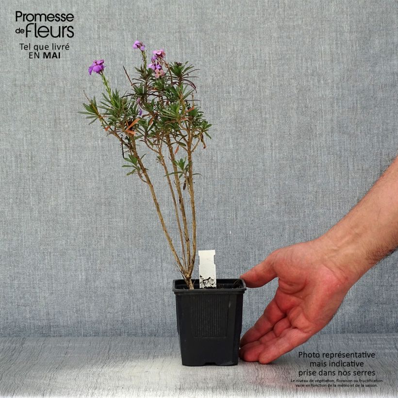 Spécimen de Giroflée vivace - Erysimum Poem Lavender Godet de 8cm tel que livré au printemps