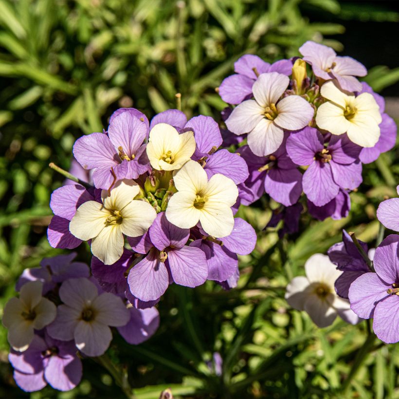 Giroflée vivace - Erysimum Poem Lilac (Floraison)