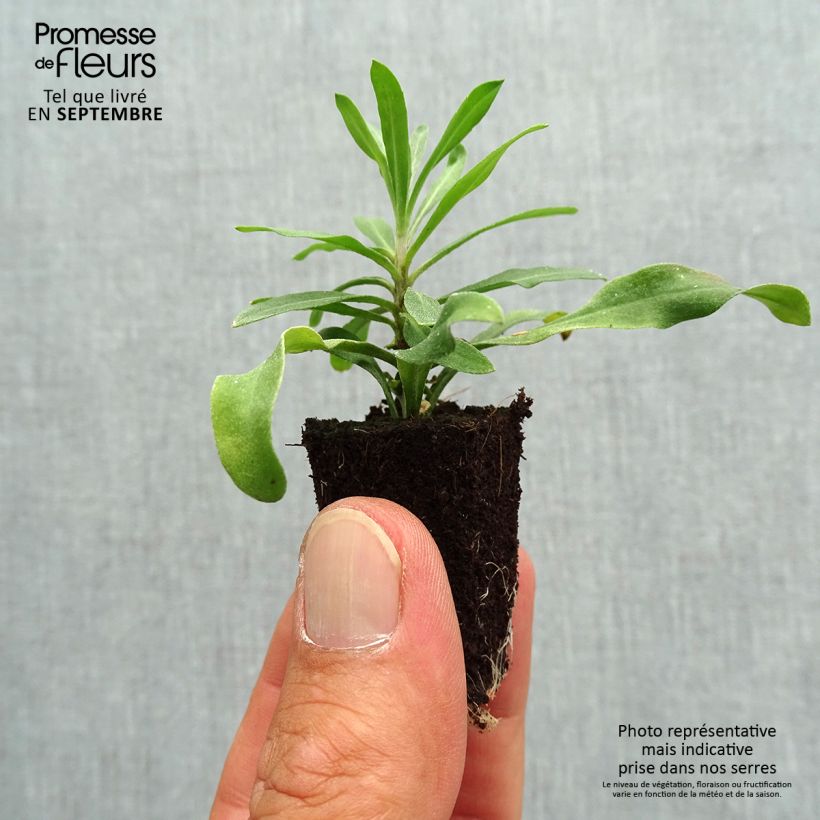 Spécimen de Giroflée vivace - Erysimum Rysi Moon Mini-motte Mini-motte 3 cm tel que livré en automne