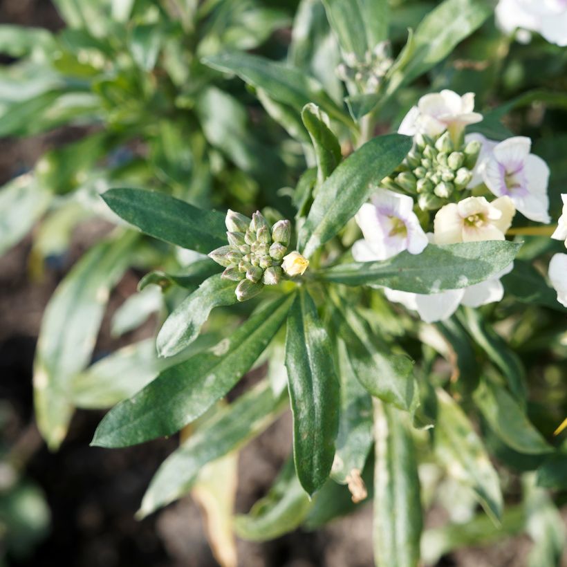 Giroflée vivace - Erysimum Rysi Moon Mini-motte (Feuillage)