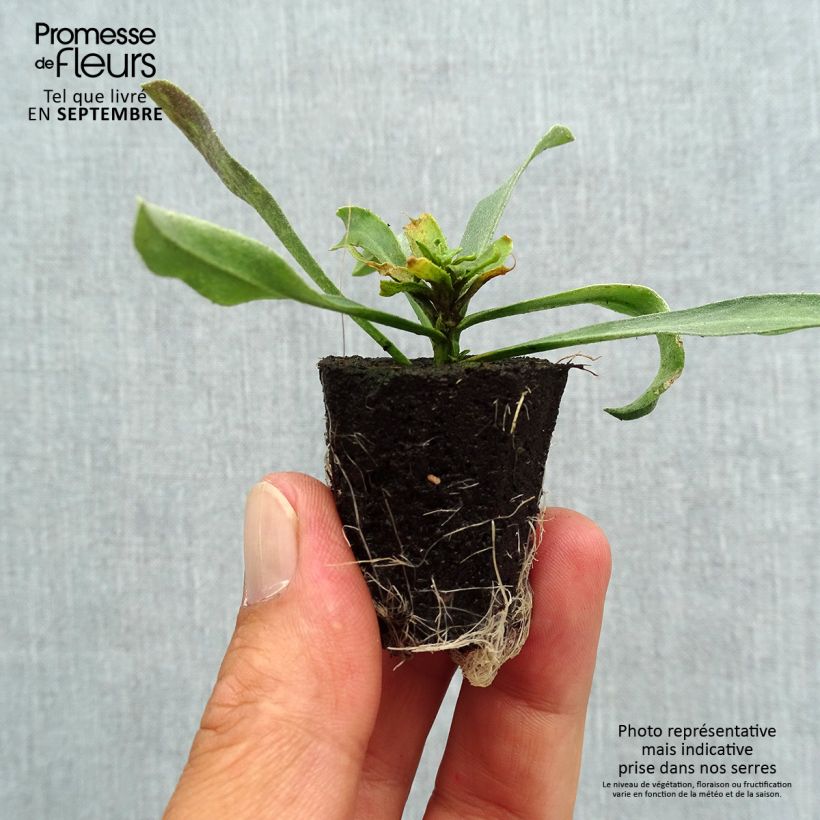Spécimen de Giroflée vivace - Erysimum Winter Charm Mini-motte 3 cm tel que livré en automne