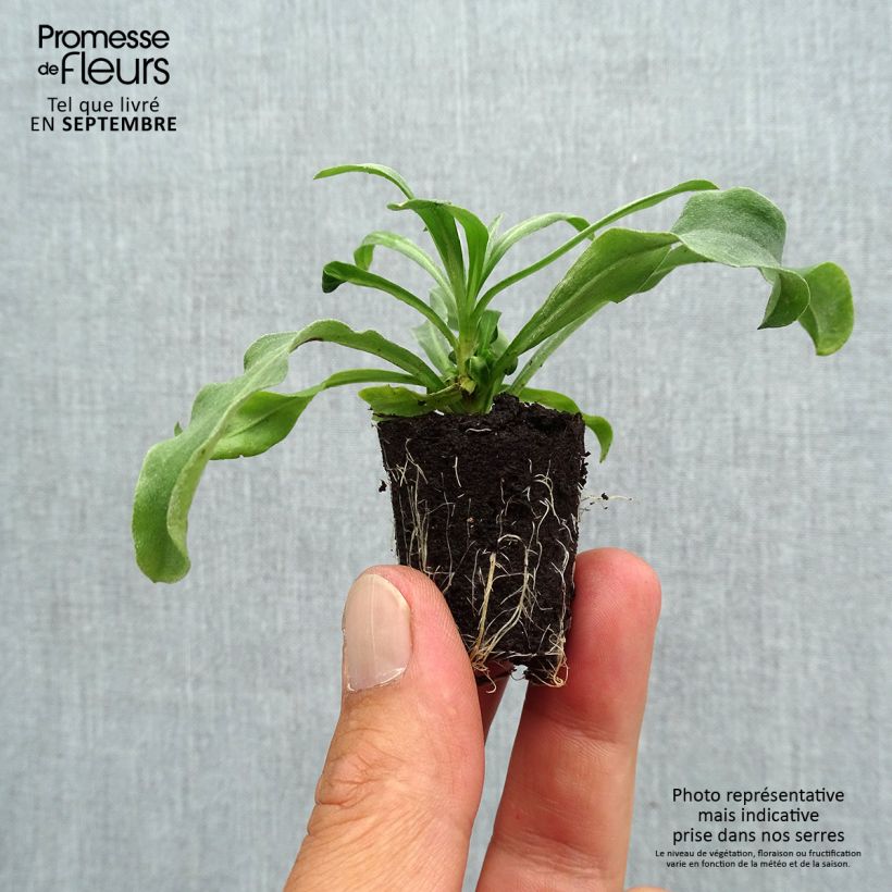 Spécimen de Giroflée vivace - Erysimum Winter Light Mini-motte Mini-motte 3 cm tel que livré en automne