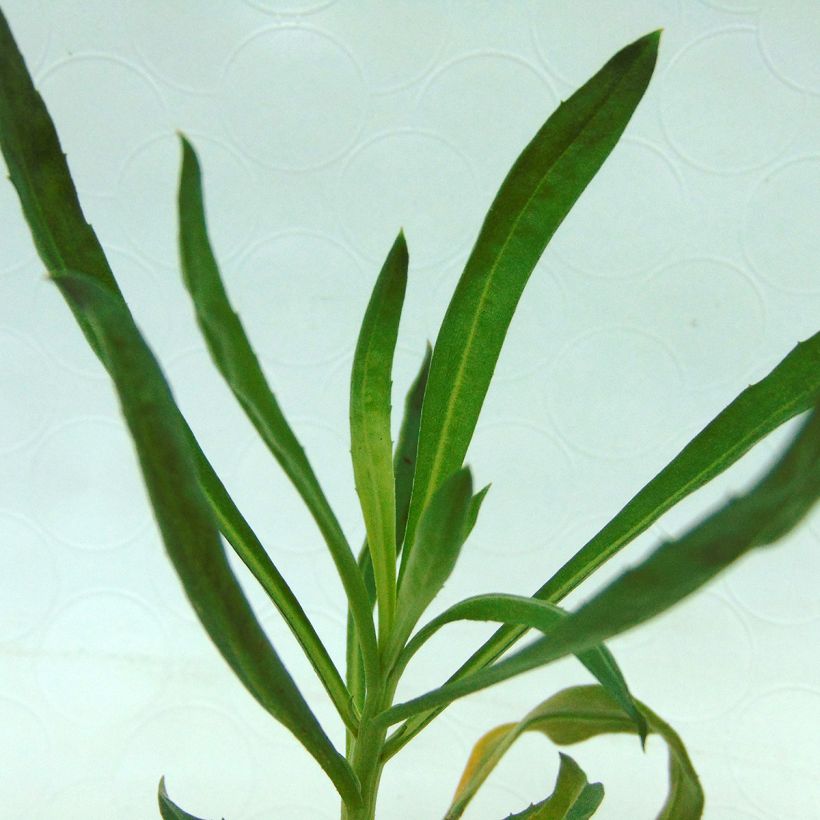 Giroflée vivace - Erysimum Winter Orchid (Feuillage)