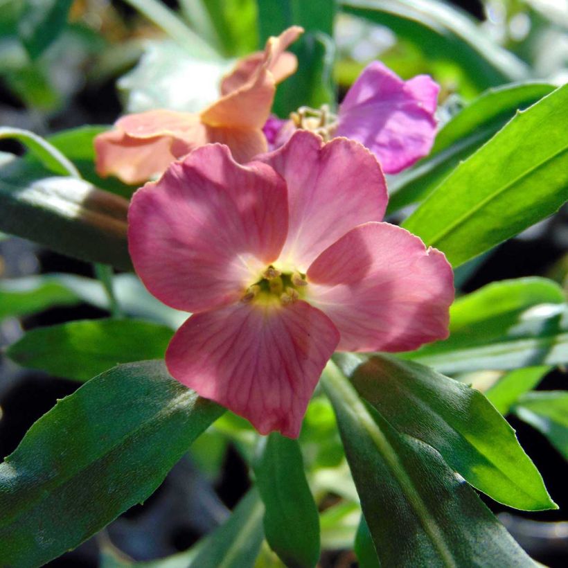 Giroflée vivace - Erysimum Winter Party Mini-motte (Floraison)