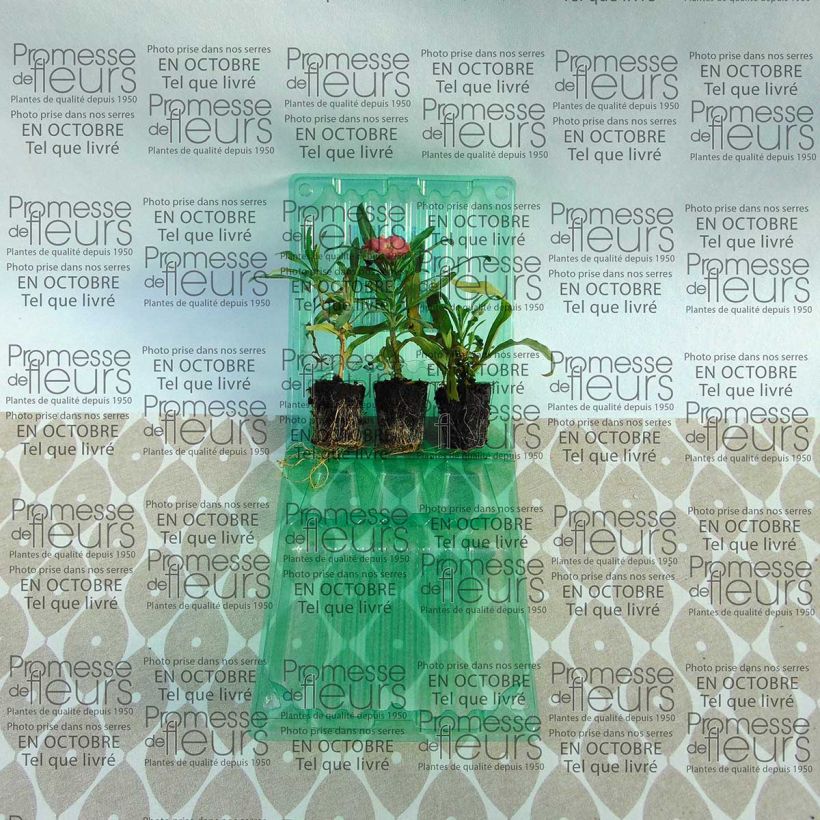 Exemple de spécimen de Giroflée vivace - Erysimum Winter Party Mini-motte Mini-motte 4 cm tel que livré