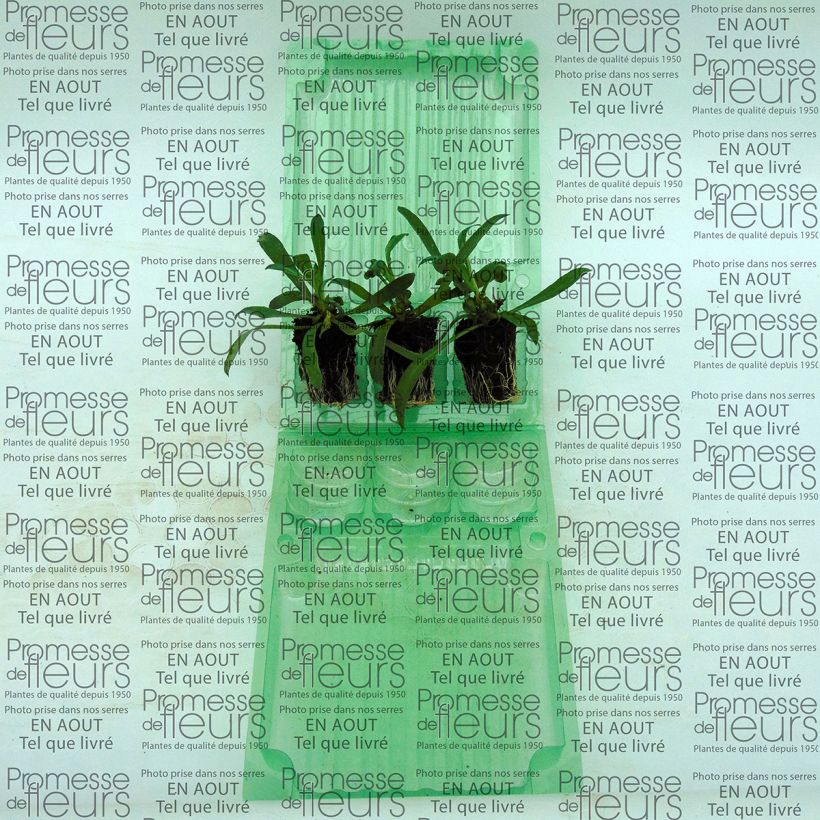 Exemple de spécimen de Giroflée vivace - Erysimum Winter Romance Mini-mottes Mini-motte 4 cm tel que livré