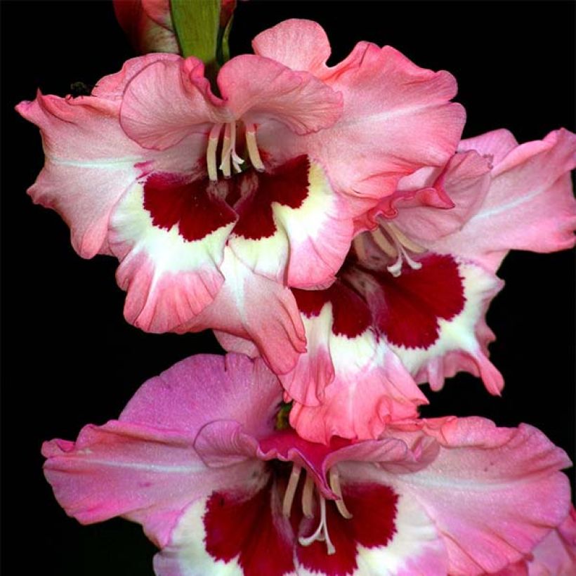 Glaïeul ou Gladiolus Wine and Roses (Floraison)