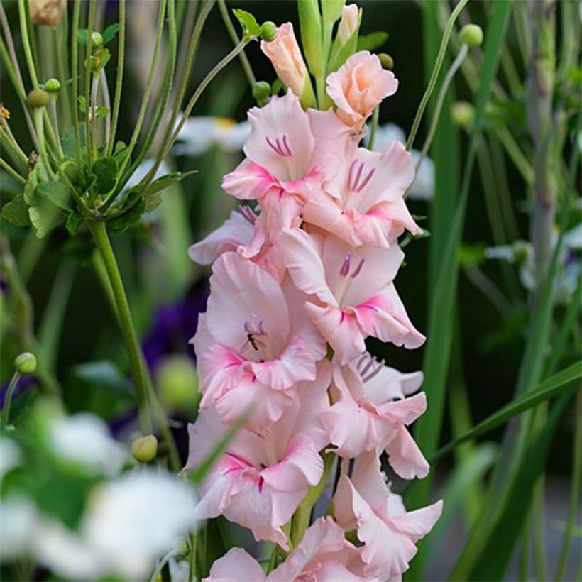 Glaïeul ou Gladiolus Adrenaline (Floraison)