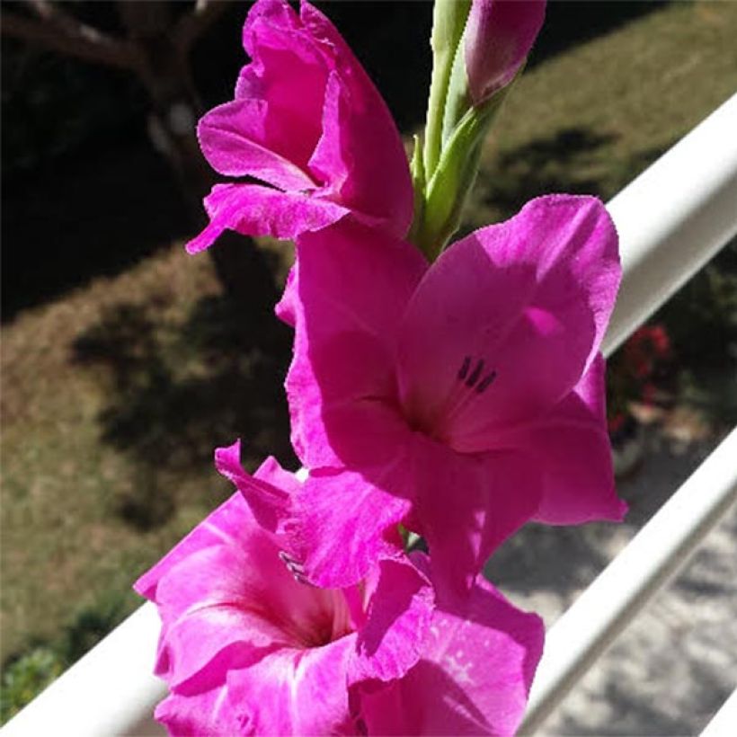 Glaïeul ou Gladiolus Fidelio (Floraison)