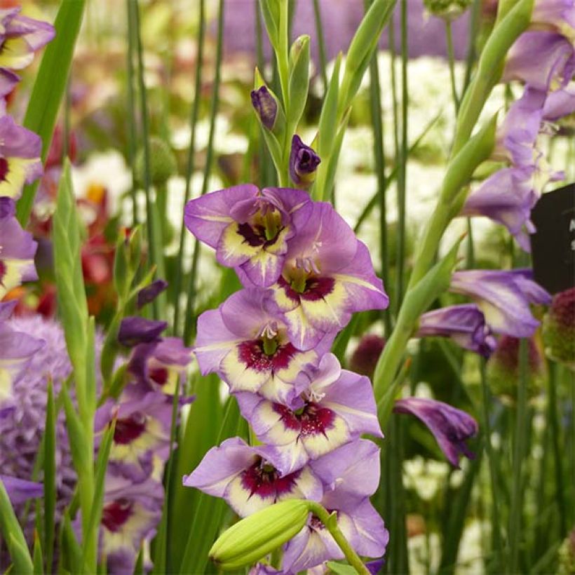 Glaïeul ou Gladiolus Flevo Cool (Floraison)