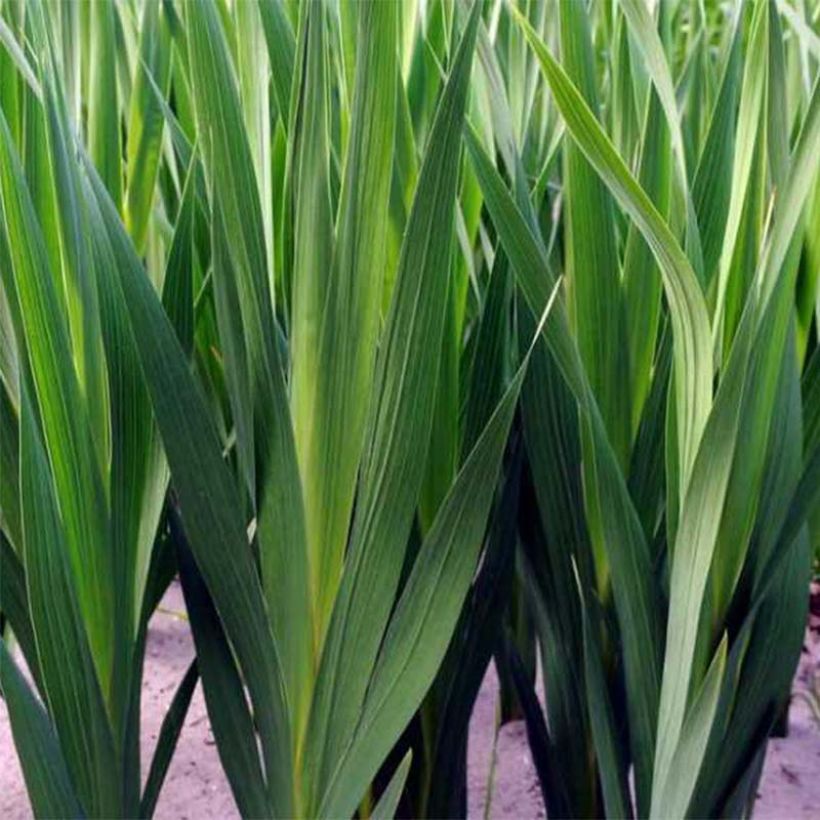 Glaïeul ou Gladiolus Flevo Vito (Feuillage)