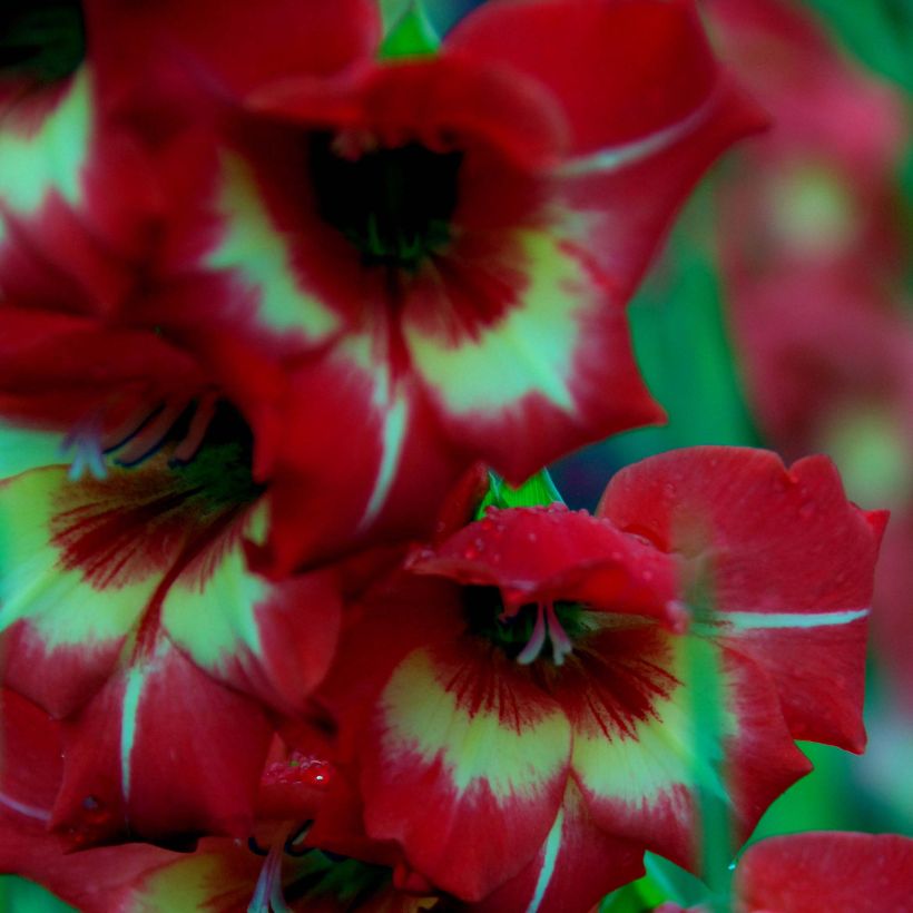 Glaïeul ou Gladiolus Flevo Vito (Floraison)