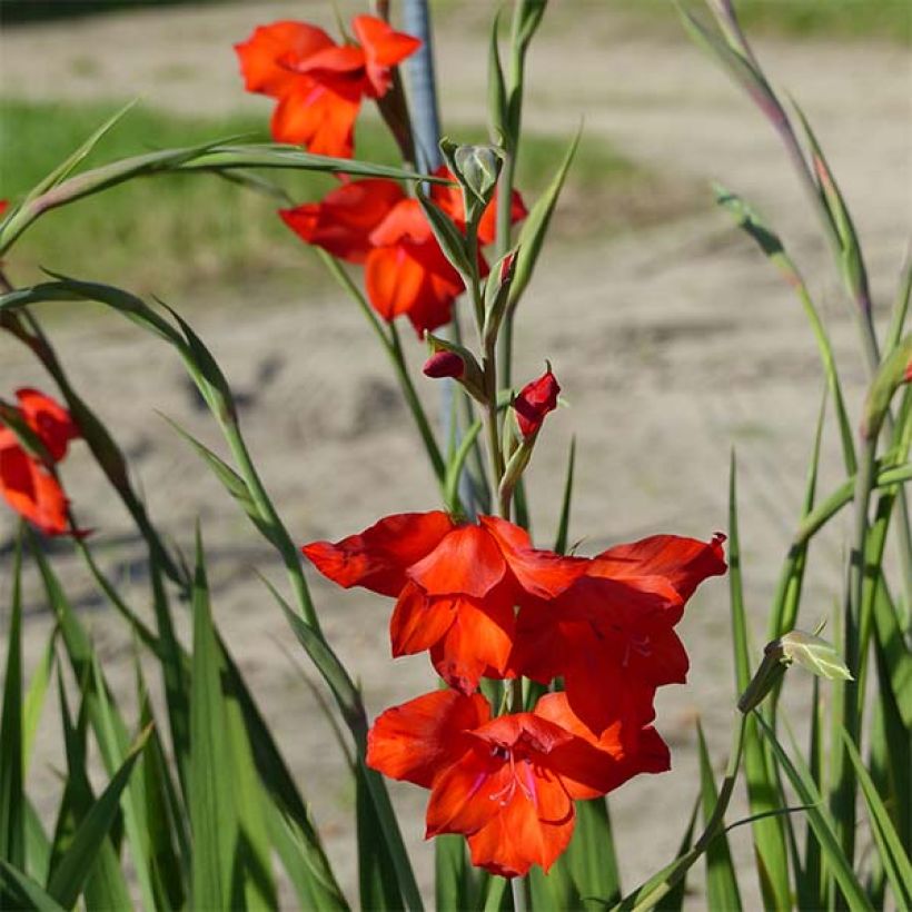 Glaieul ou Gladiolus primulinus Mirella (Floraison)