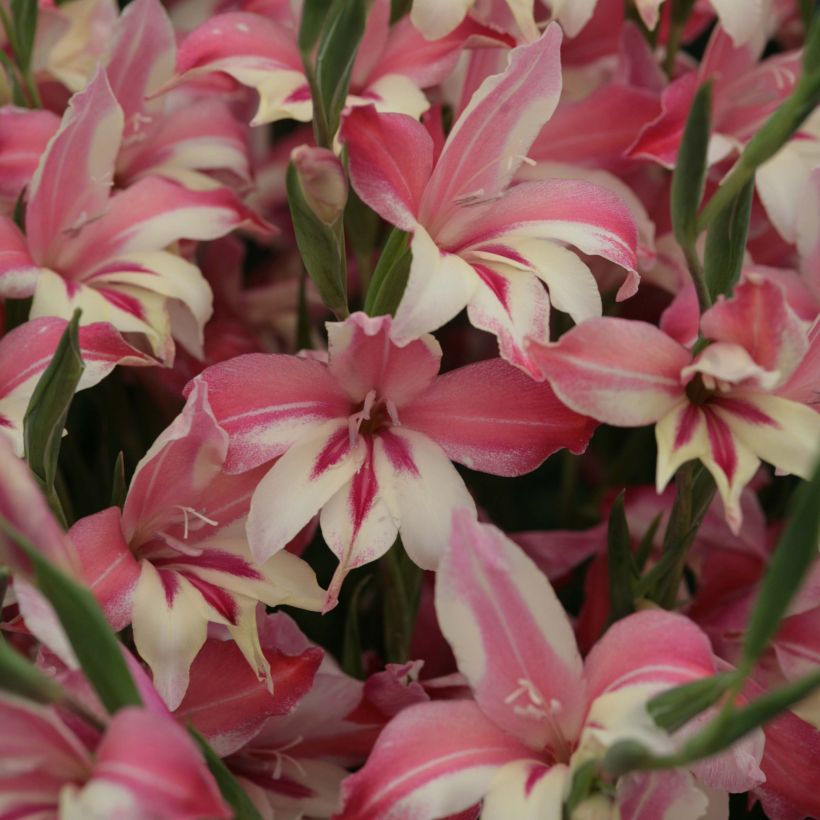 Glaïeul ou Gladiolus colvillei Galaxian (Floraison)