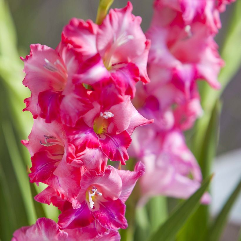 Glaïeul ou Gladiolus tubergenii Charm (Floraison)