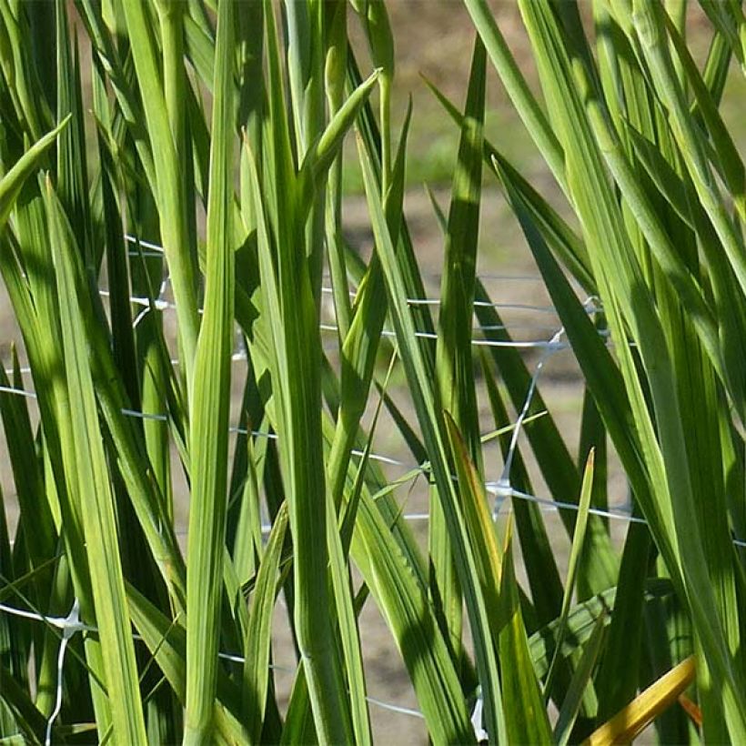 Glaïeul ou Gladiolus colvillei Robinetta (Feuillage)