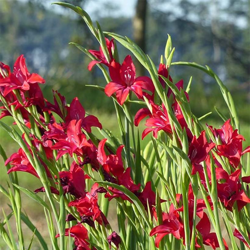 Glaïeul ou Gladiolus colvillei Robinetta (Floraison)
