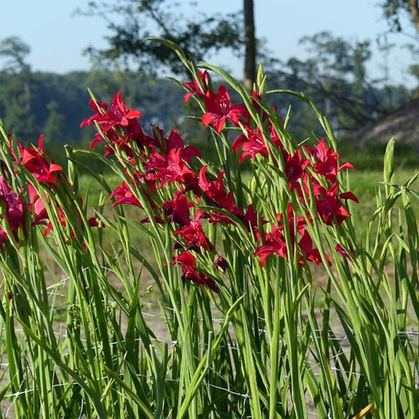 Glaïeul ou Gladiolus colvillei Robinetta (Port)