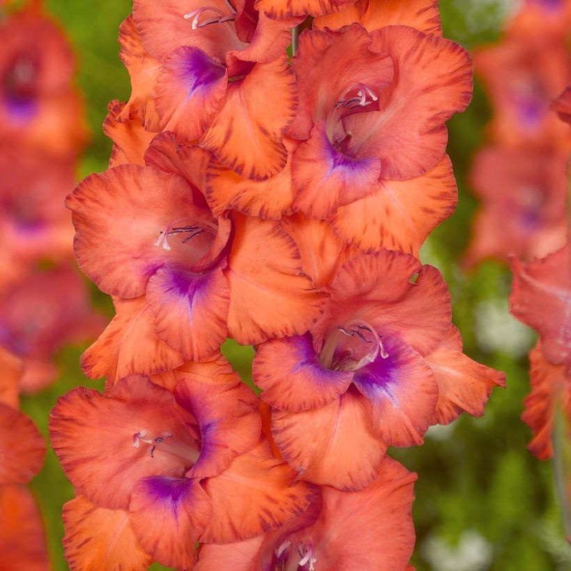 Galïeul ou Gladiolus Tricolore (Floraison)