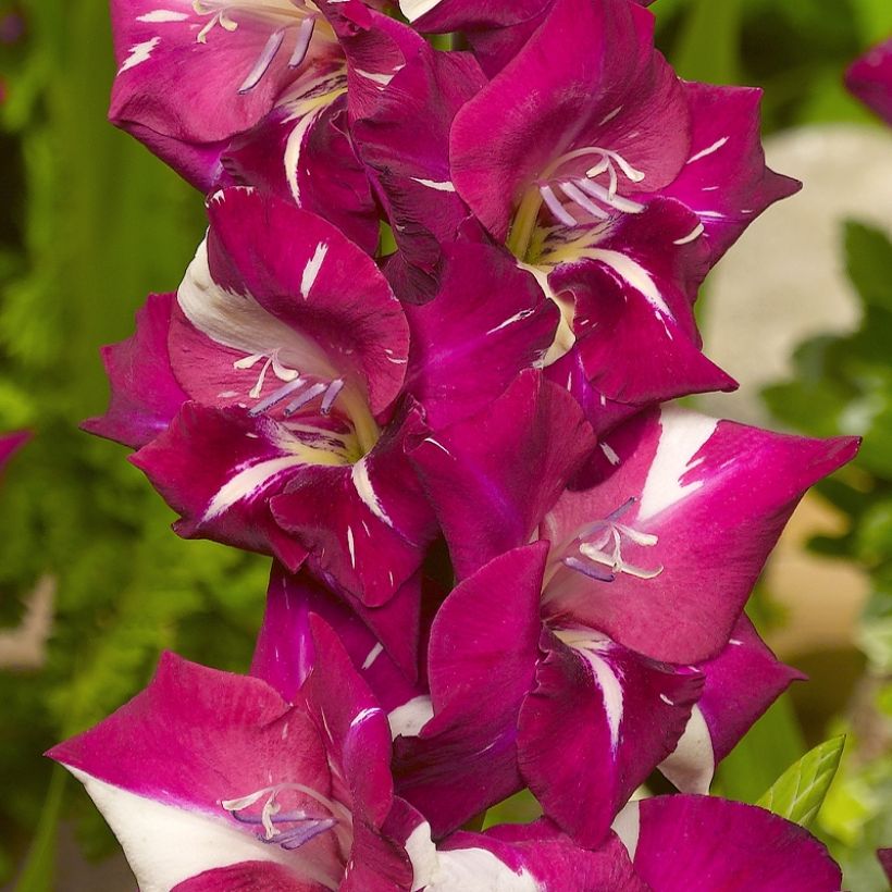Glaïeul ou Gladiolus Dared (Floraison)