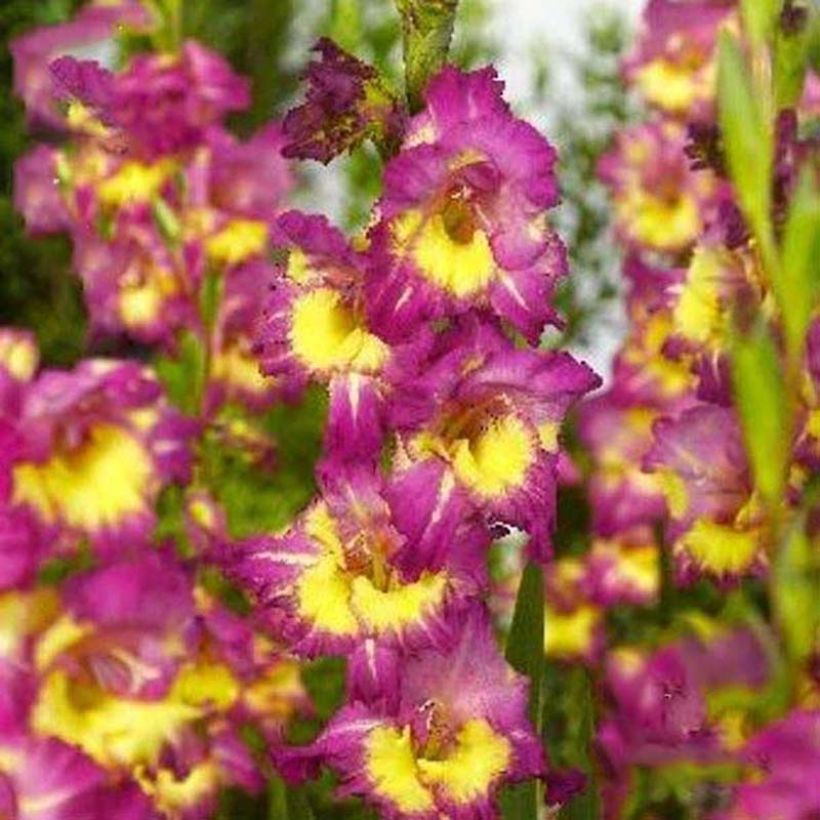 Glaïeul ou Gladiolus Far West (Floraison)