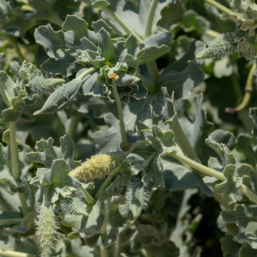 Glaucium flavum - Pavot cornu (Feuillage)