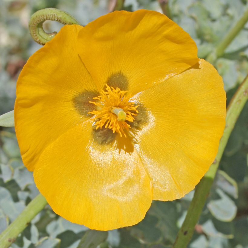 Glaucium flavum - Pavot cornu (Floraison)