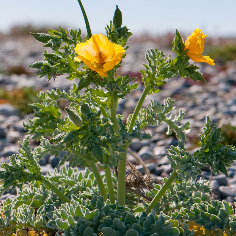 Glaucium flavum - Pavot cornu (Port)