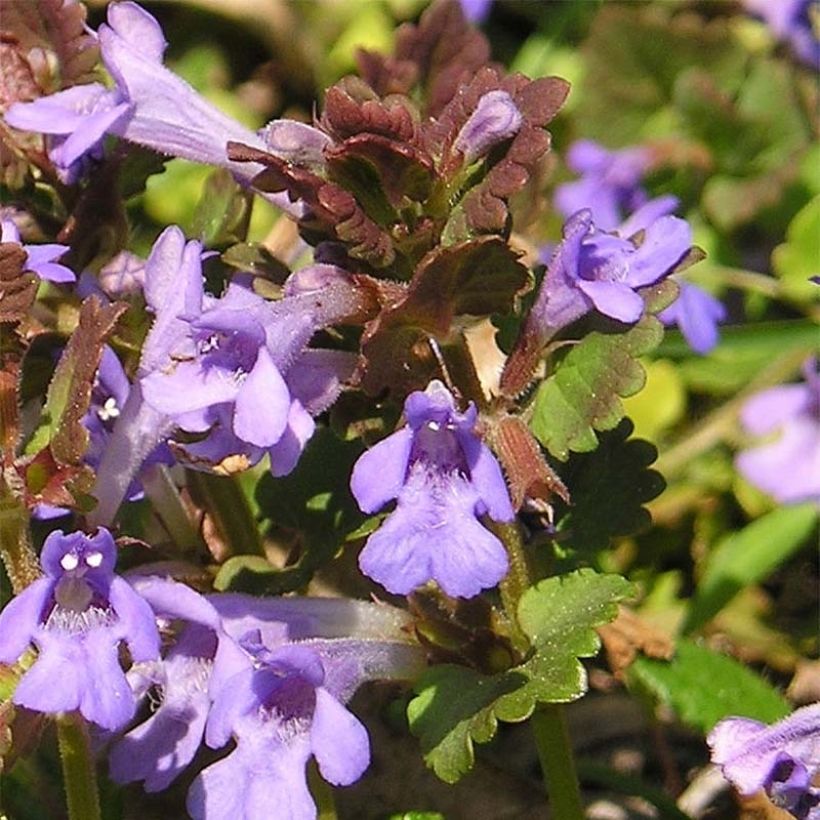 Glechoma hederacea - Lierre terrestre (Floraison)