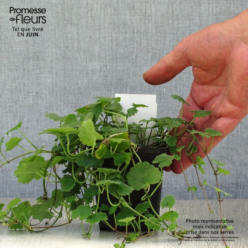 Spécimen de Glechoma hederacea - Lierre terrestre Godet de 8/9 cm tel que livré en été