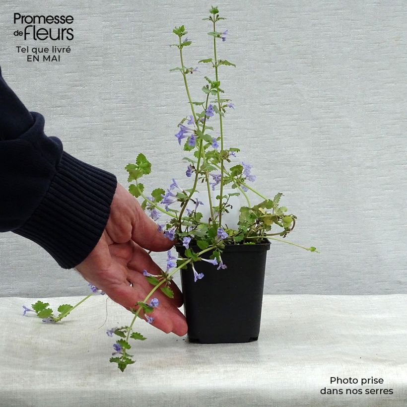Spécimen de Glechoma hederacea - Lierre terrestre Godet de 8/9 cm tel que livré au printemps
