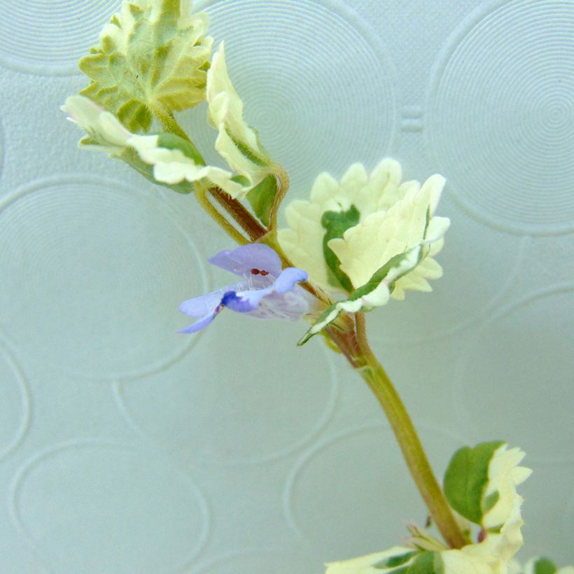 Glechoma hederacea Variegata - Lierre terrestre panaché (Floraison)