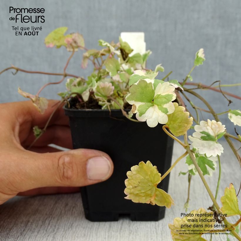 Spécimen de Glechoma hederacea Variegata - Lierre terrestre panaché Godet de 8/9 cm tel que livré en été