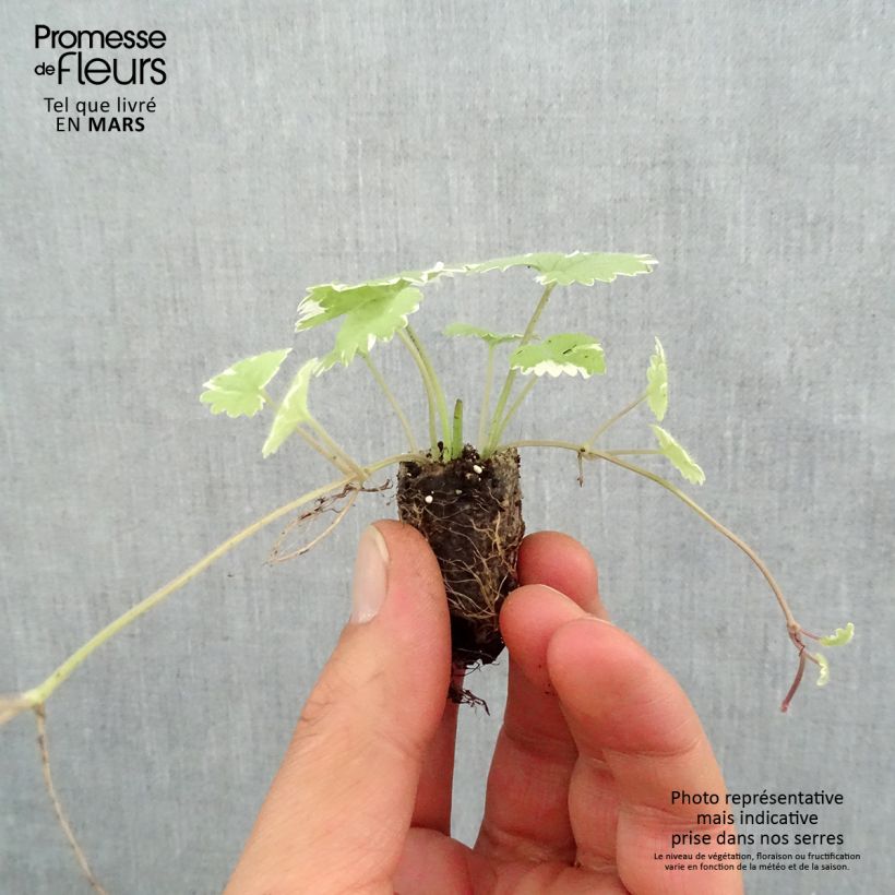 Spécimen de Glechoma hederacea Variegata - Lierre terrestre panaché en mini-mottes tel que livré au printemps