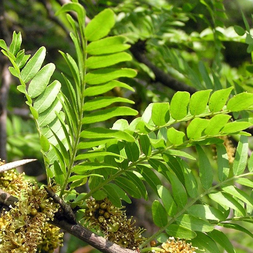 Gleditsia triacanthos - Févier d'Amérique (Feuillage)