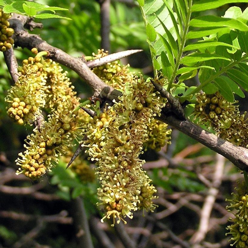 Gleditsia triacanthos - Févier d'Amérique (Floraison)