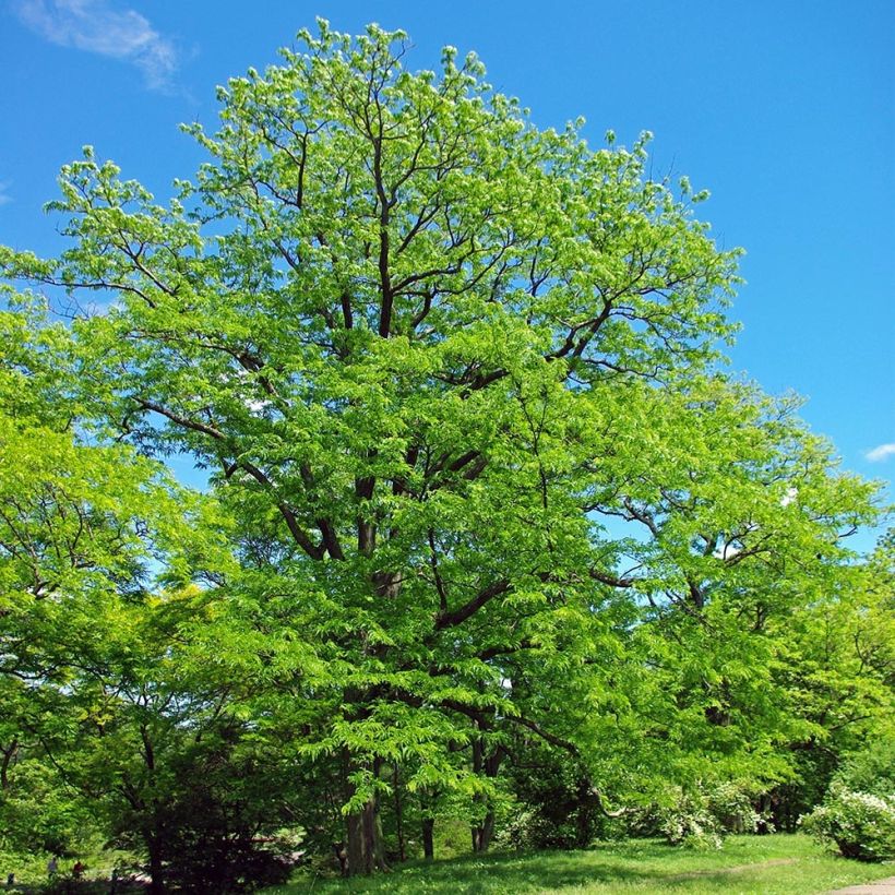 Gleditsia triacanthos - Févier d'Amérique (Port)