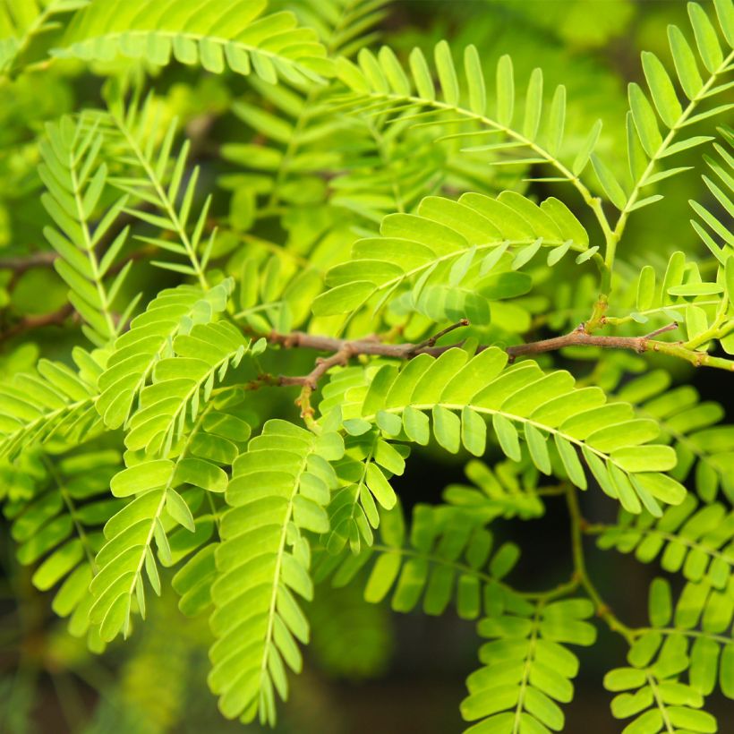 Févier d'Amérique - Gleditsia triacanthos Elegantissima (Feuillage)