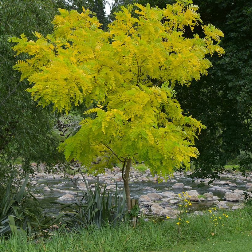 Févier d'Amérique - Gleditsia triacanthos Elegantissima (Port)