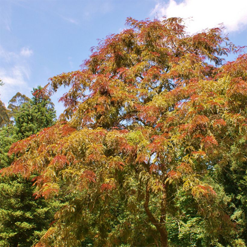 Févier d'Amérique pourpre - Gleditsia triacanthos Rubylace (Port)